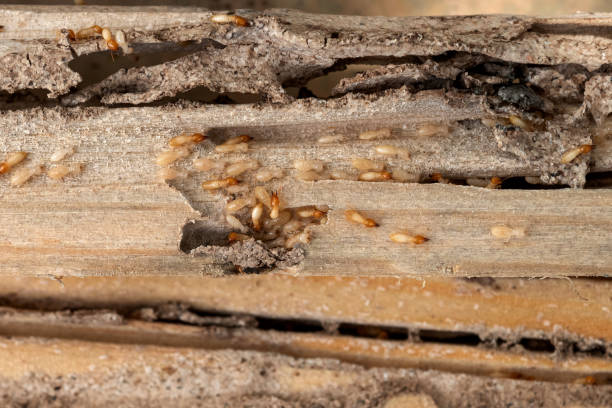 Wasp Removal Services in Maytown, PA